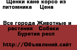 Щенки кане корсо из  питомника! › Цена ­ 65 000 - Все города Животные и растения » Собаки   . Бурятия респ.